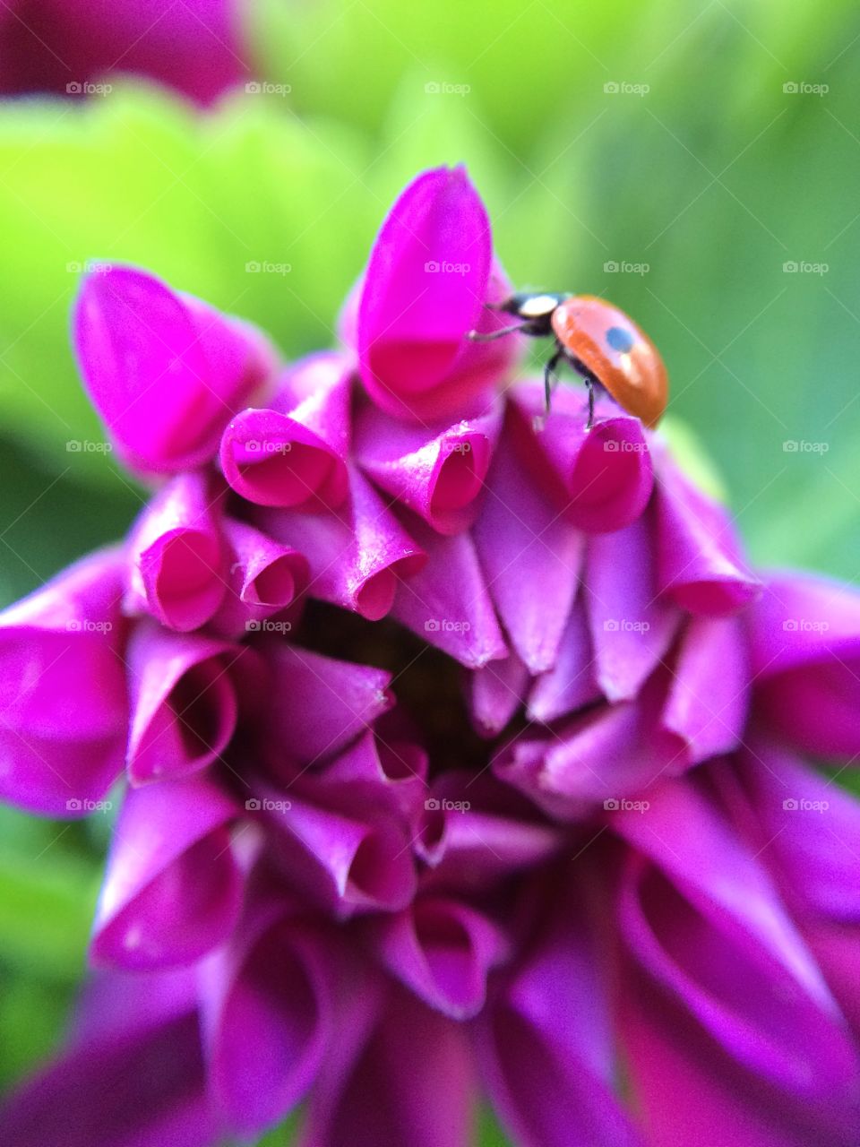 A Ladybird