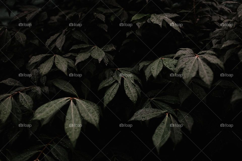 leaves
