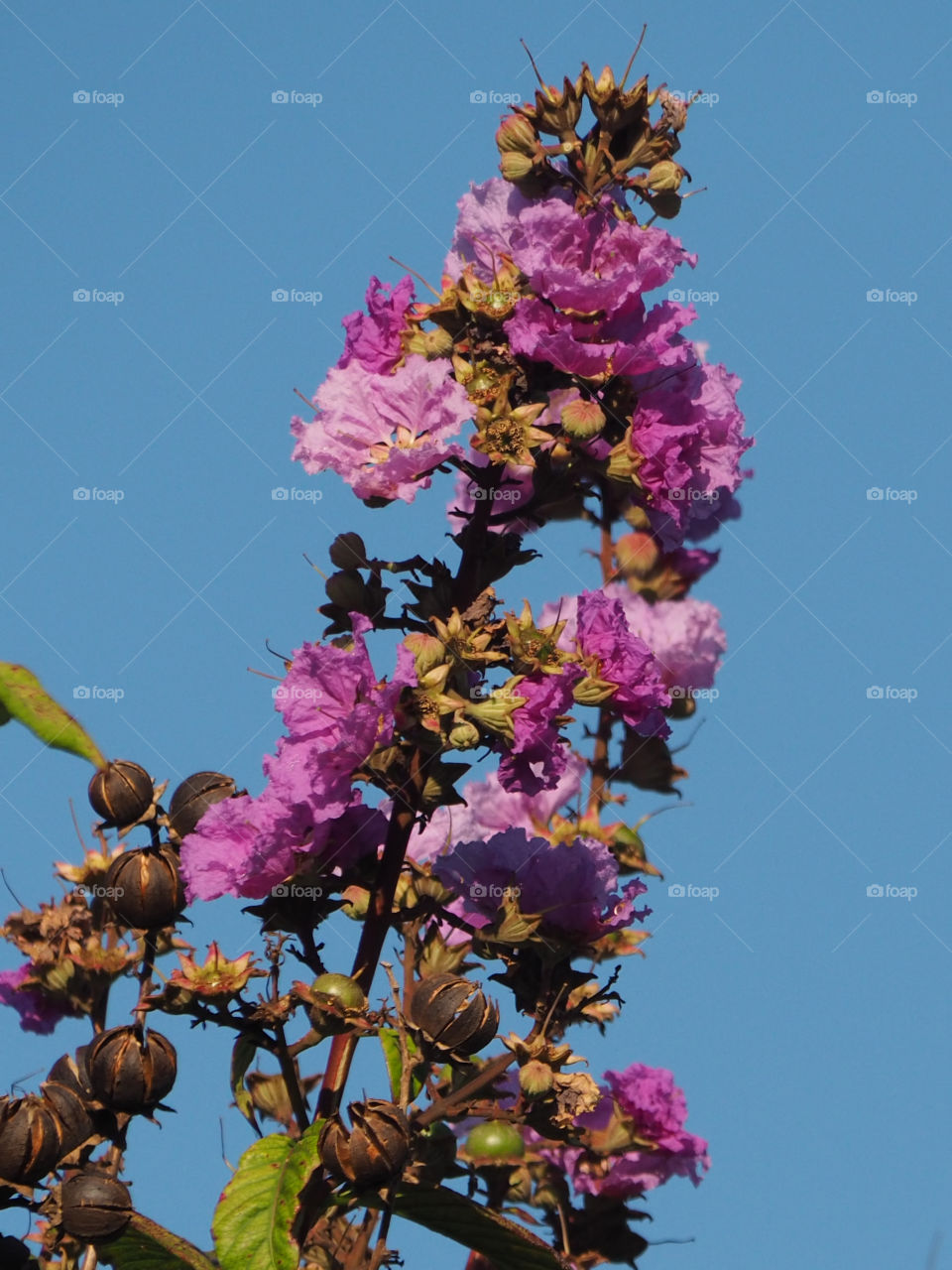 Summer Bloom Crape Myrtle Tree. Purple summer blooming flowers on Queen's Crape Myrtle Tree