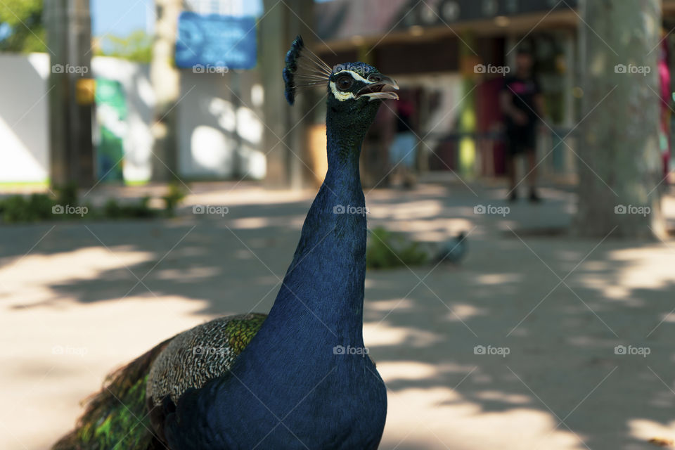 A peacock strolling outside the Barcelona Zoo. The peacock is super colorful and beautiful. It never opened its tail.