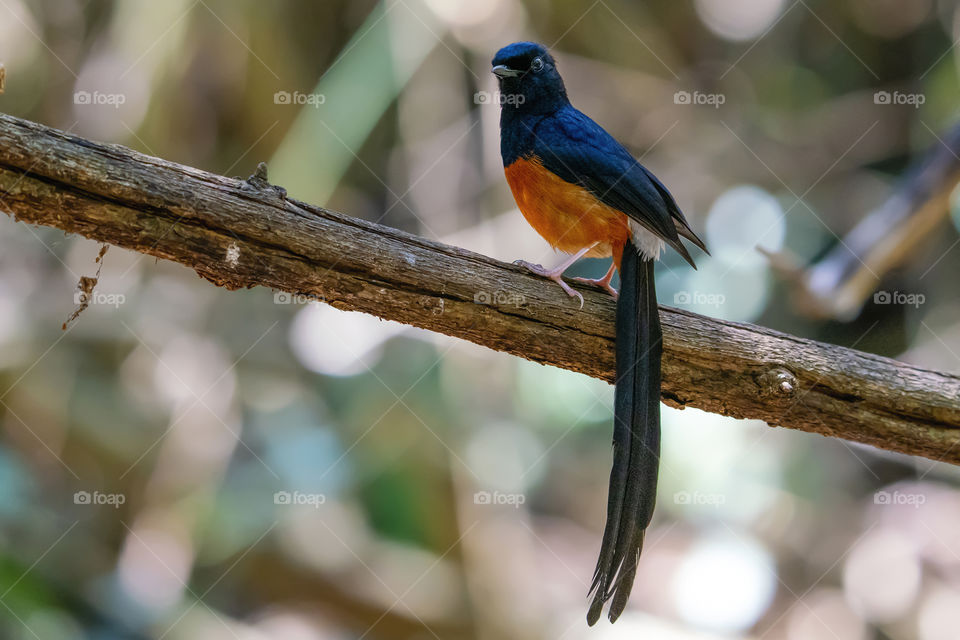 Bird-ID - White-Rumpled Shama 