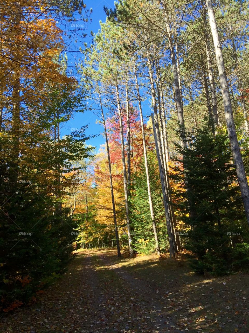 Beautiful Fall Colors 