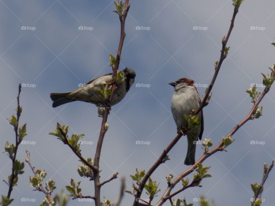 sparrows 
