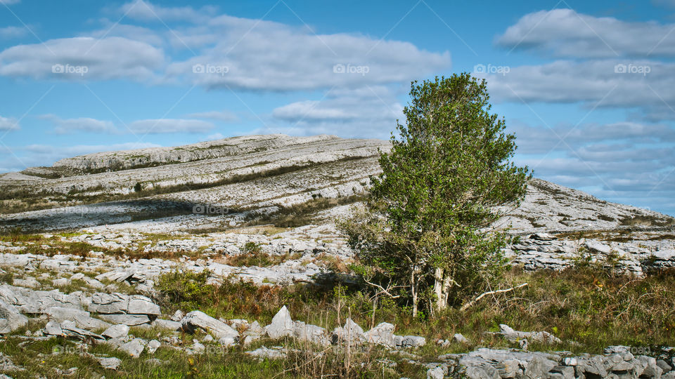 Green tree at Burren National Park in Ireland