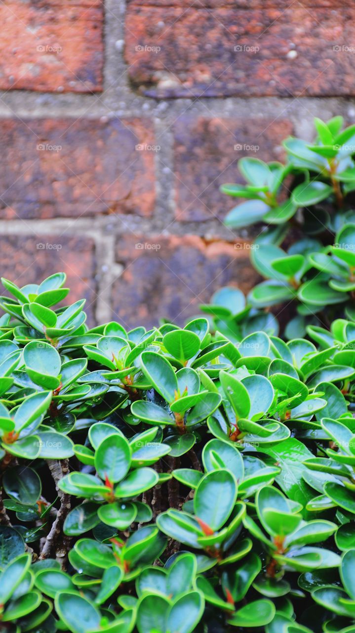 Green leaf with brick wall background