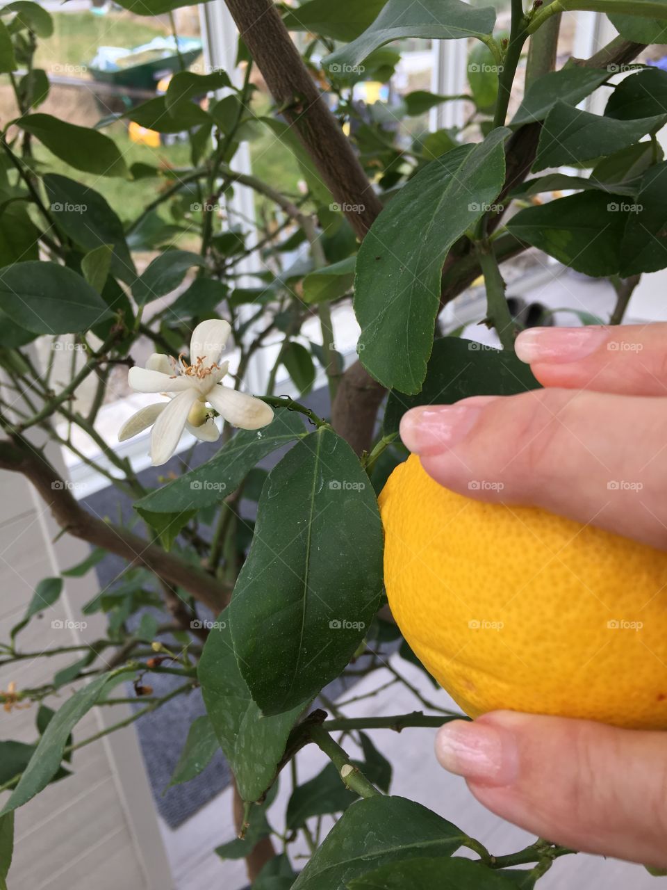 Close-up of hand picking ripe lemon from tree