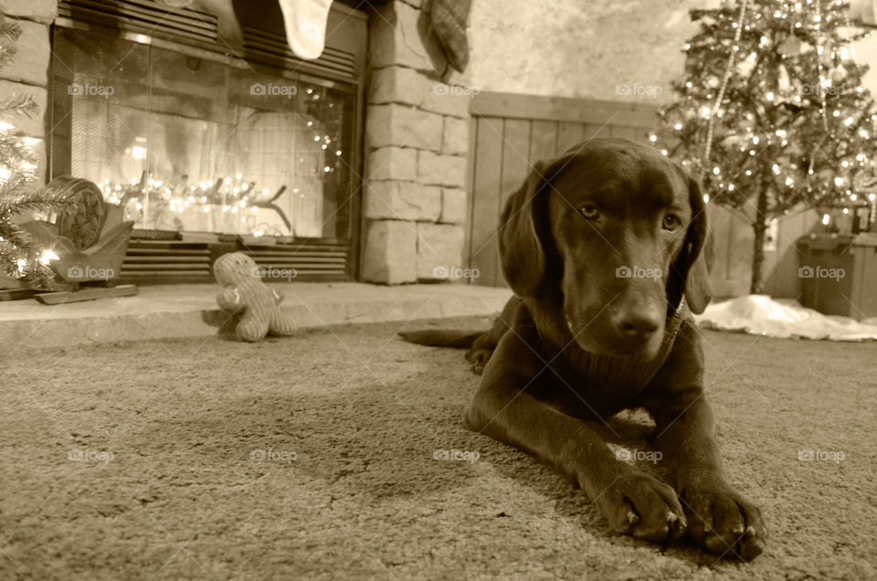 Pup's First Christmas (Series)