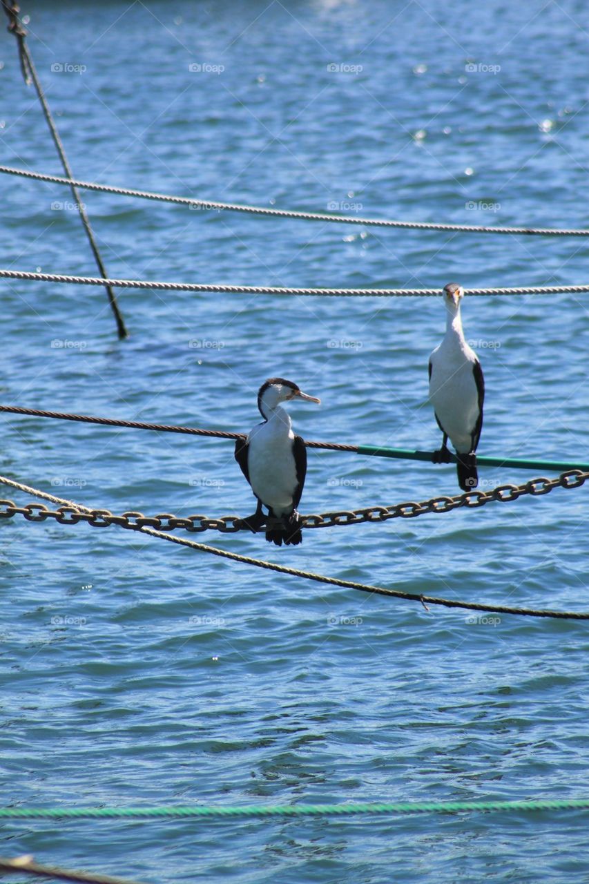 Birds on a rope