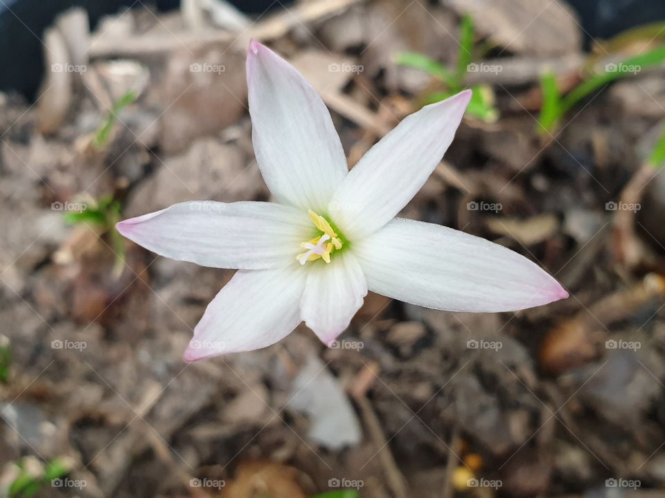 my beautiful flowers