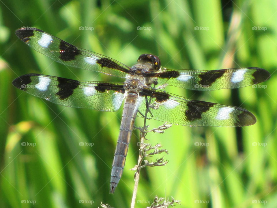 Dragonfly
