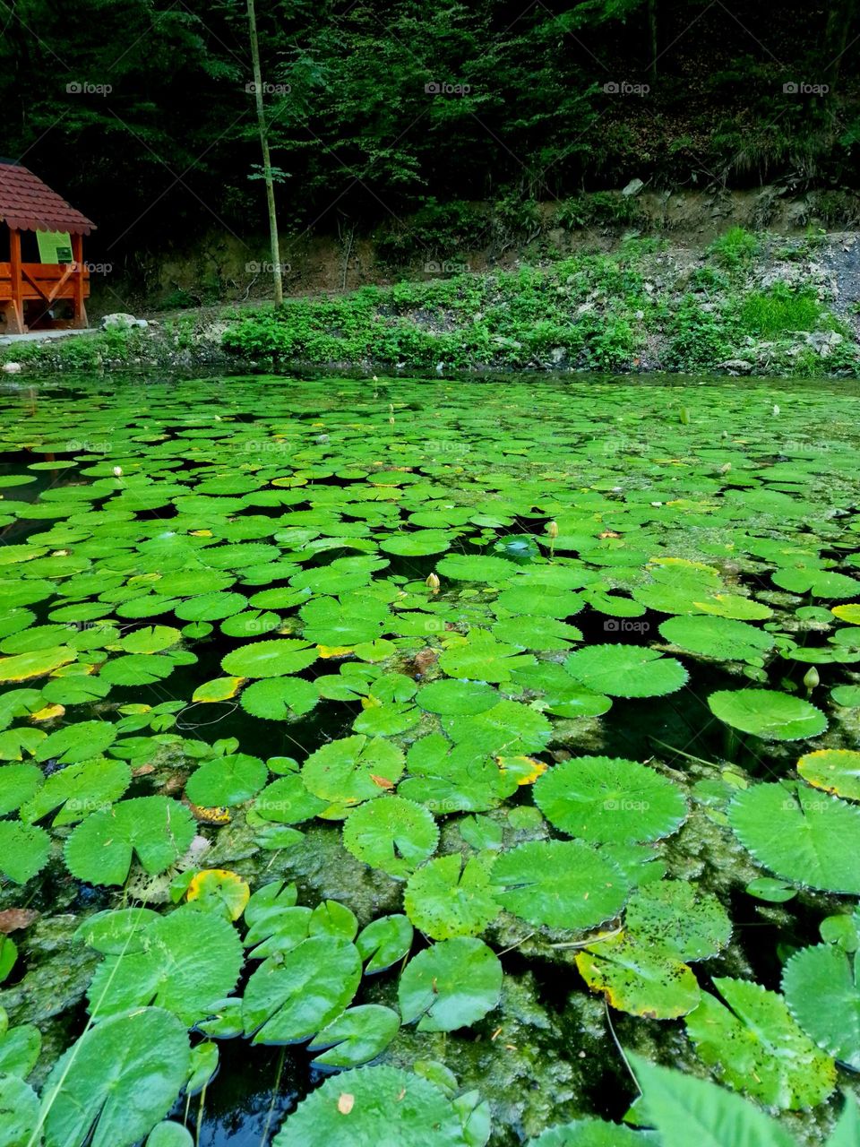 water lily lake, Moneasa, Romania