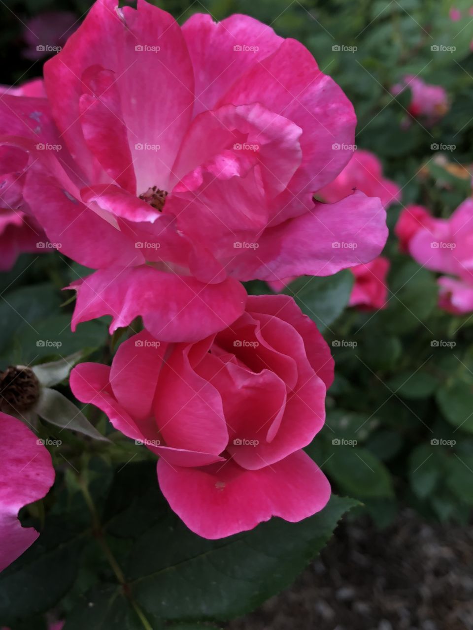 A beautiful bunch of pink roses! Picture taken in Colonial Park in Somerset, NJ. 