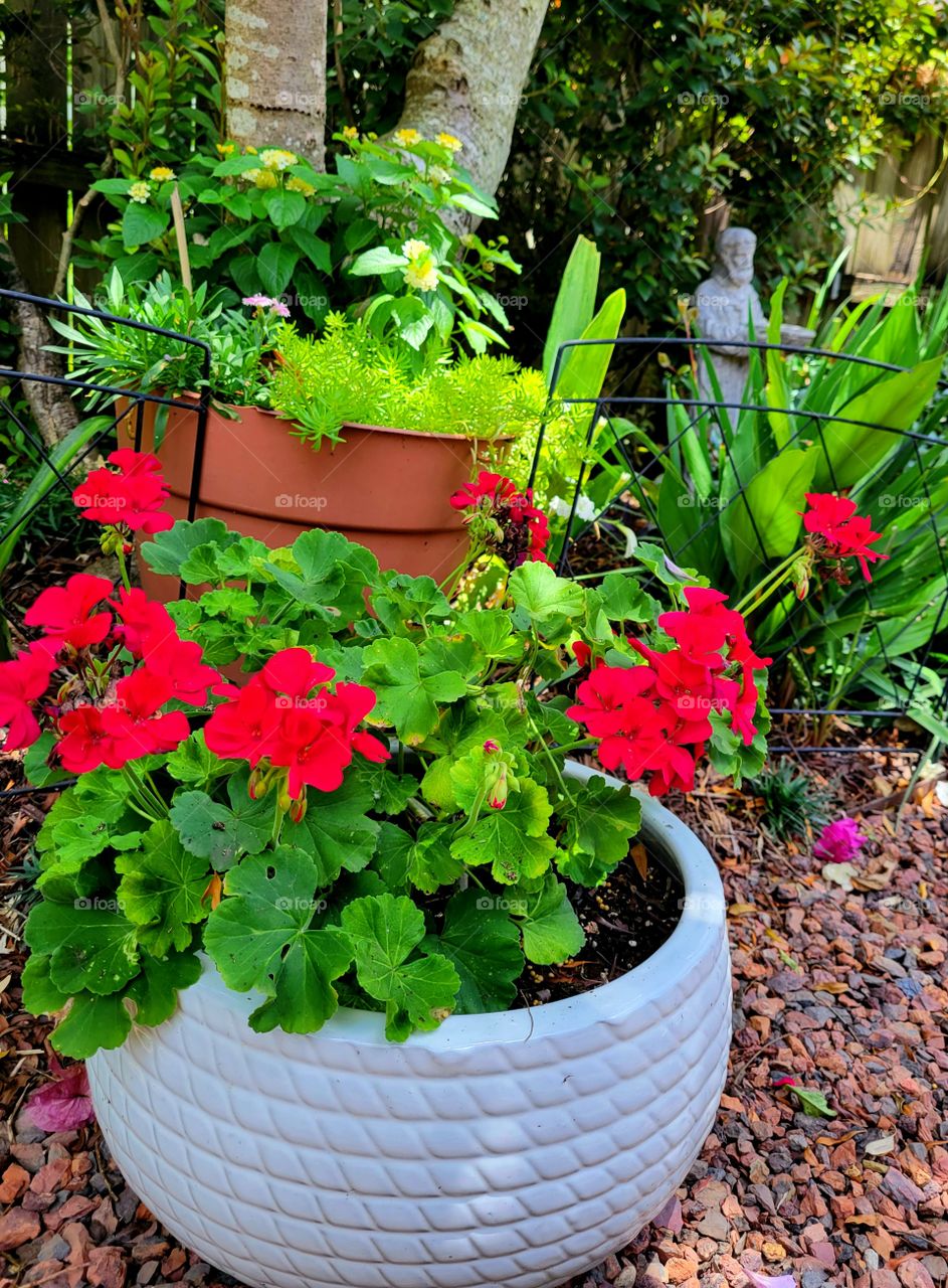 red geraniums in white