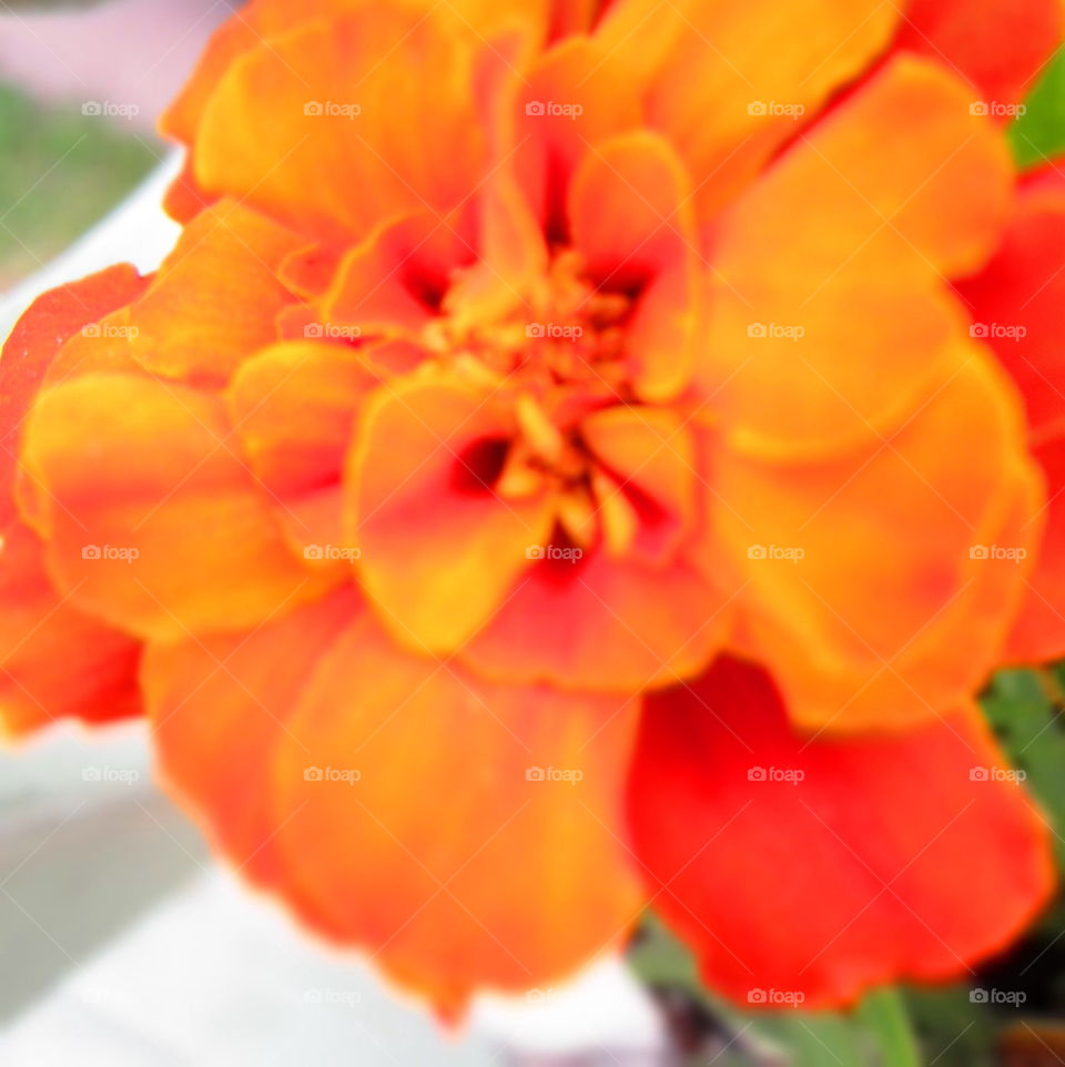 Orange mum
