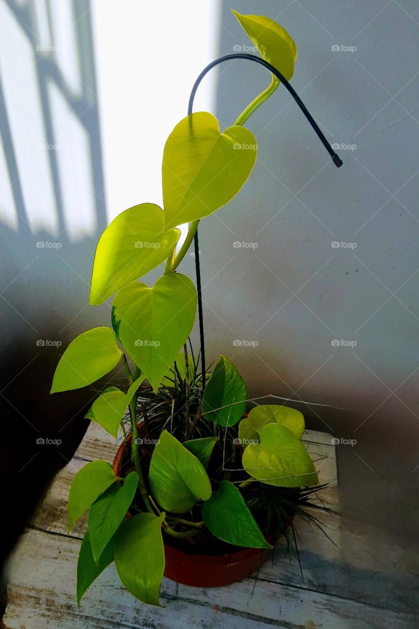 Epipremnum aureum plant