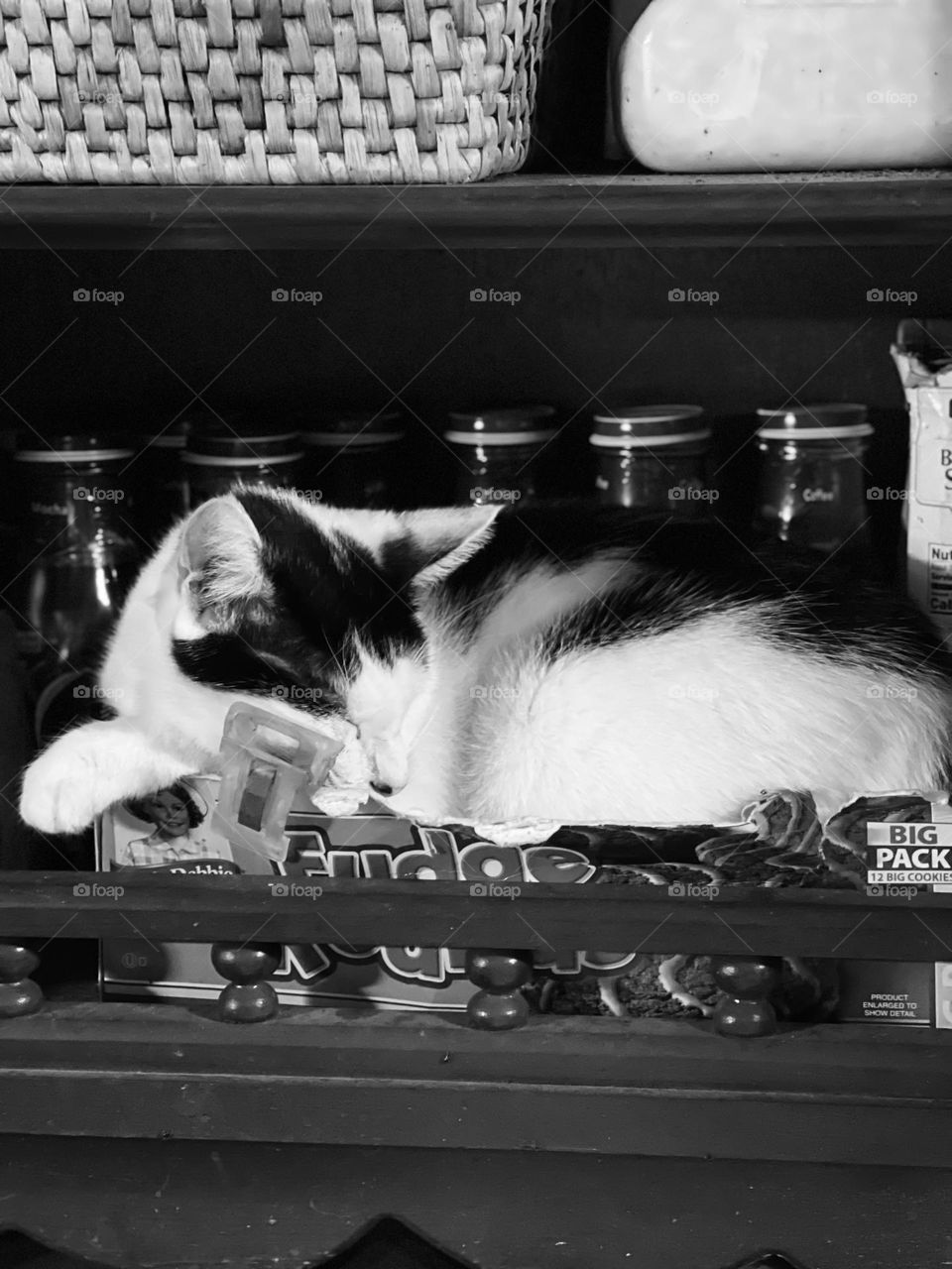 Cat relaxing on the shelf.