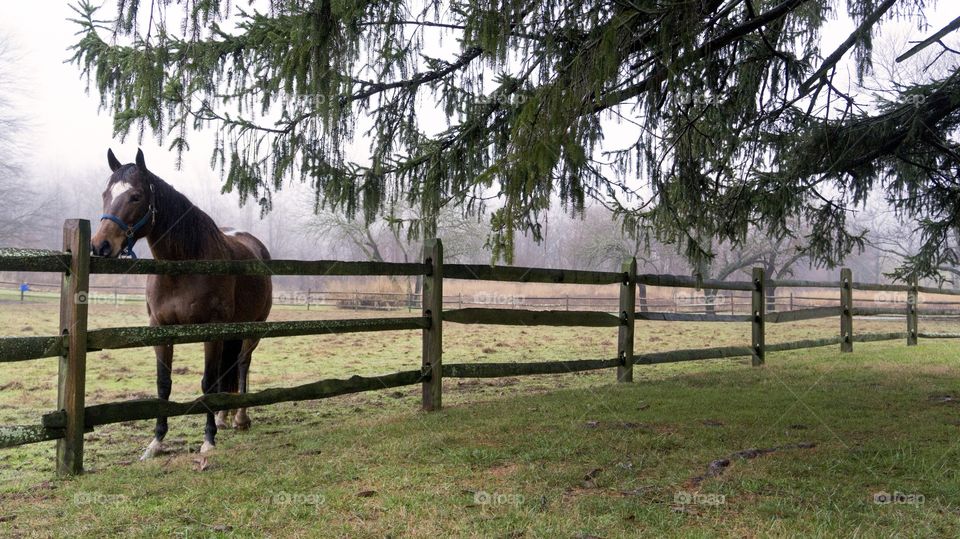 A horse waits by a fence on a foggy morning 