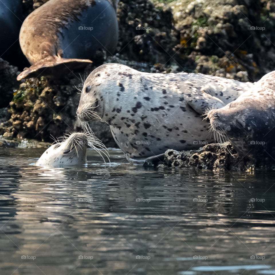 Harbor seal and her pup