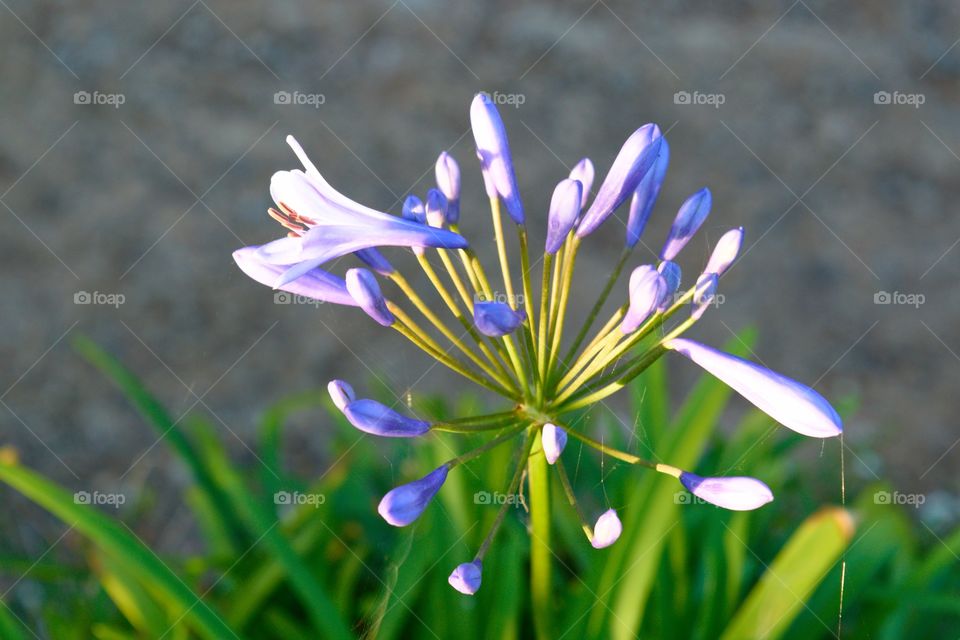 Violet flower.