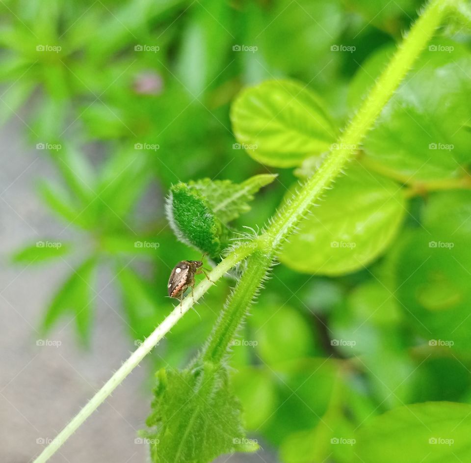 Bug is on the green plant beautiful side view of bug brown colour white dot insect wildlife photography nature