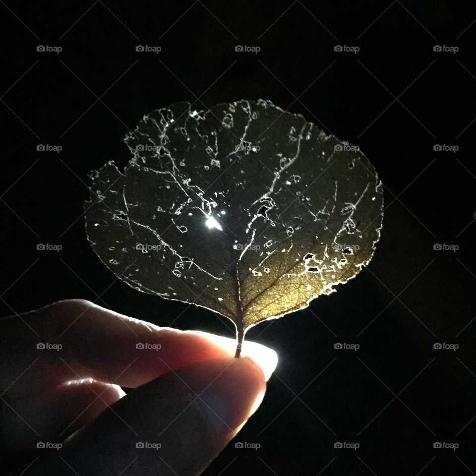 A leaf from the garage 