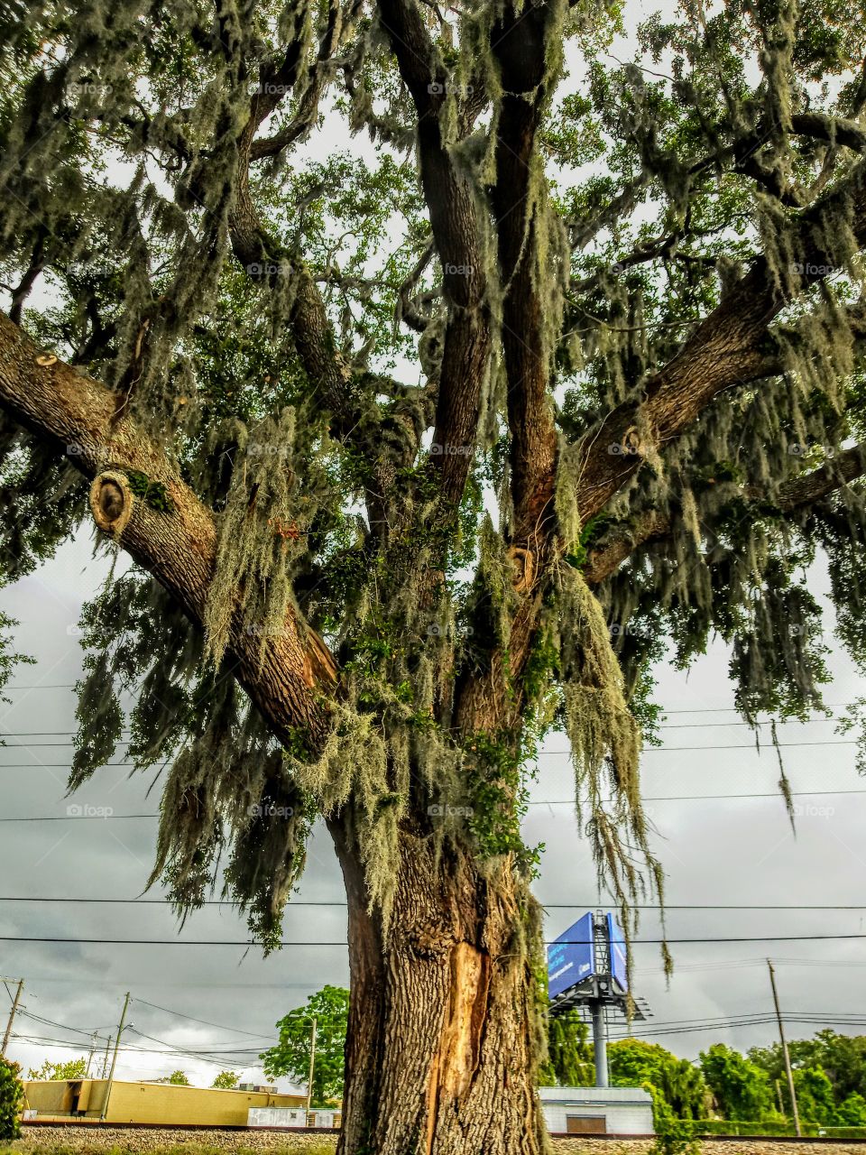 Old Florida oak tree covered with Spanish Moss.