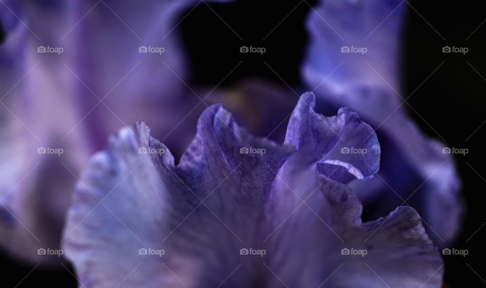 Dark purple flower background 
