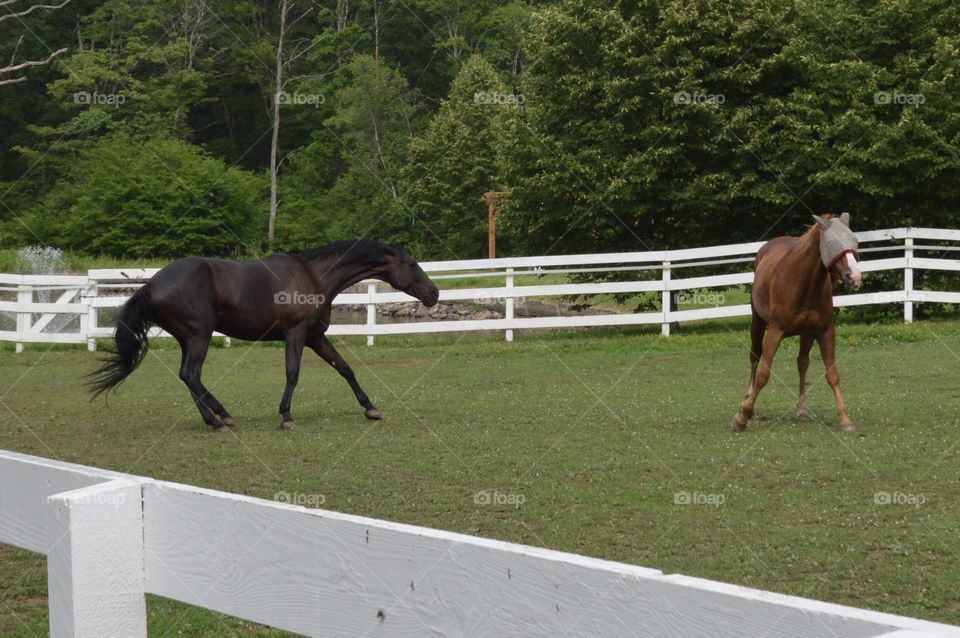 One horse claiming his territory 