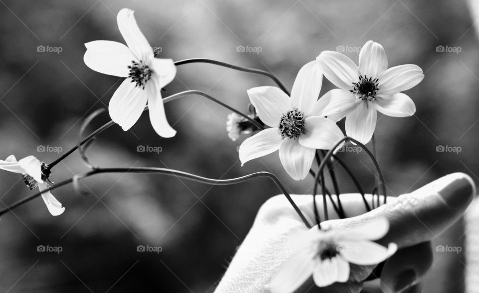 beautiful gentle flowers in the hand, summer memories, black and white background