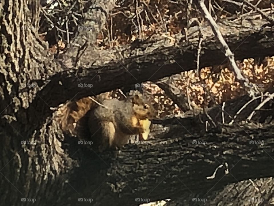 Squirrel eats snack 