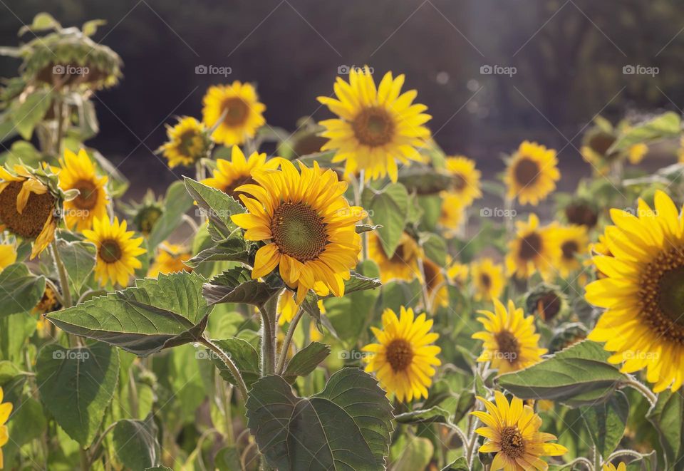A field of sunflowers in the late afternoon sun