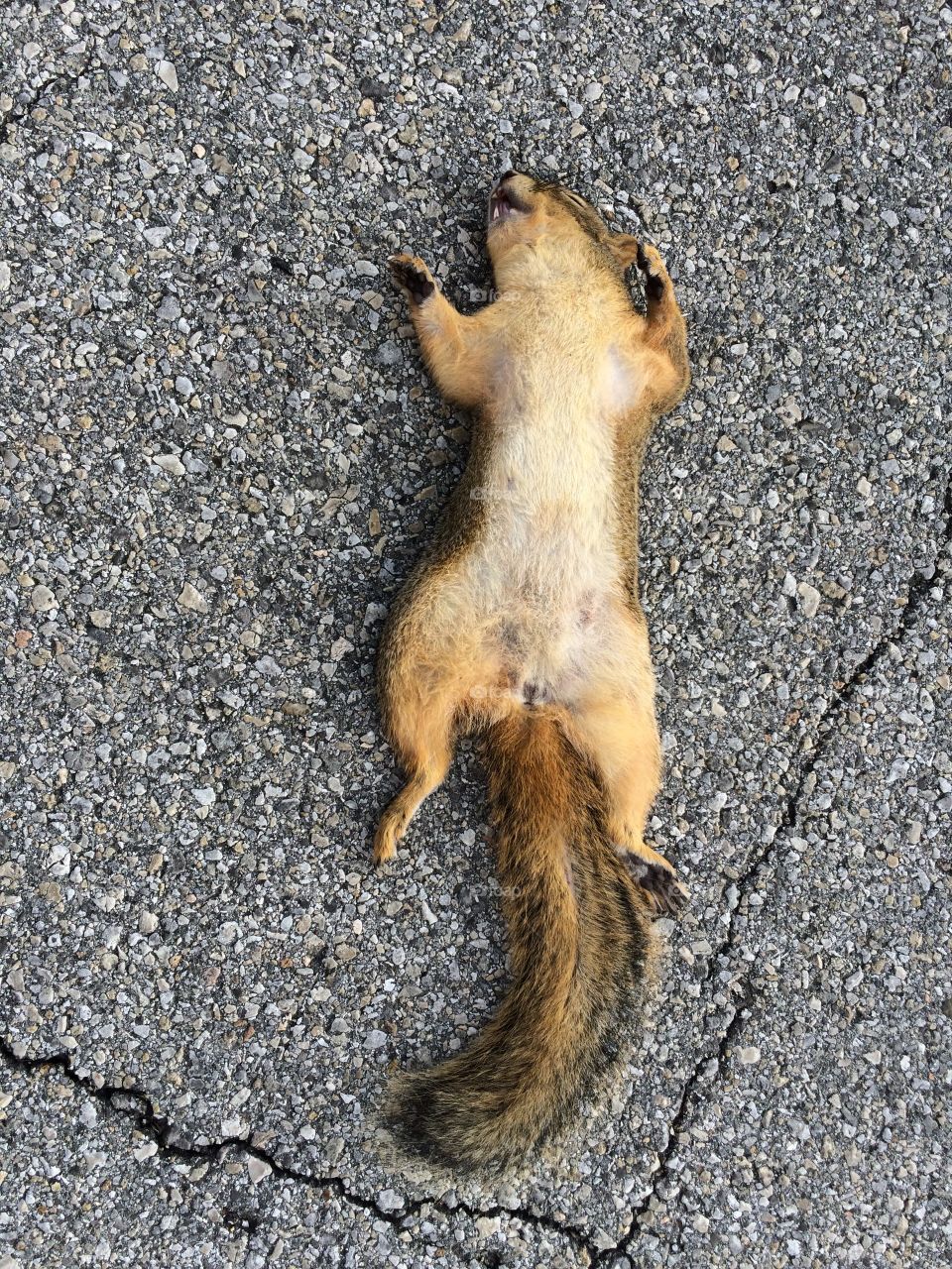 Napping squirrel . Picture of a dead squirrel in the street