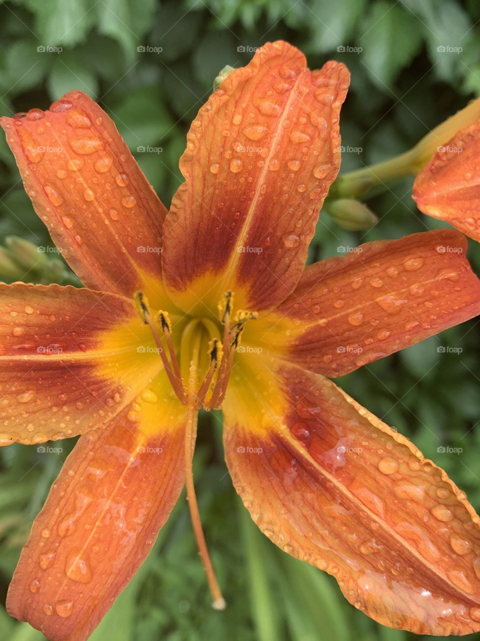 Took this photo with my iphone xs this flower got wet naturally from the rain