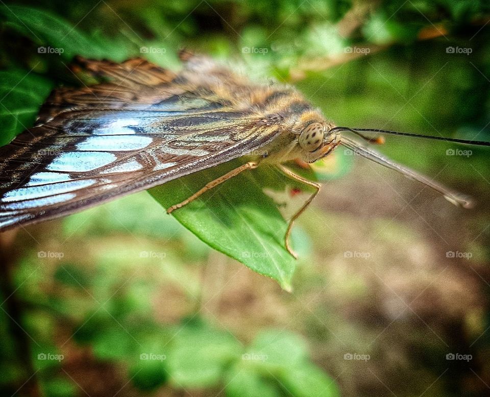 Butterfly on a leaf