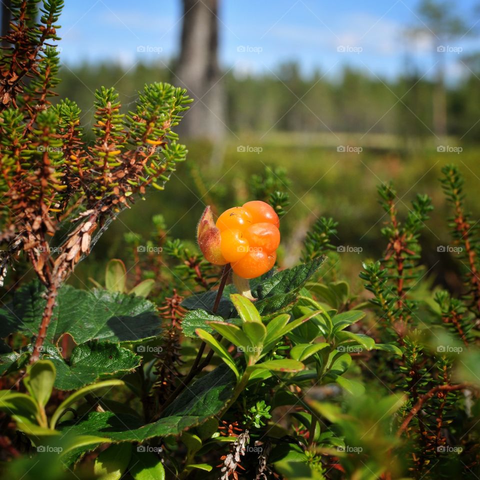 Cloudberry