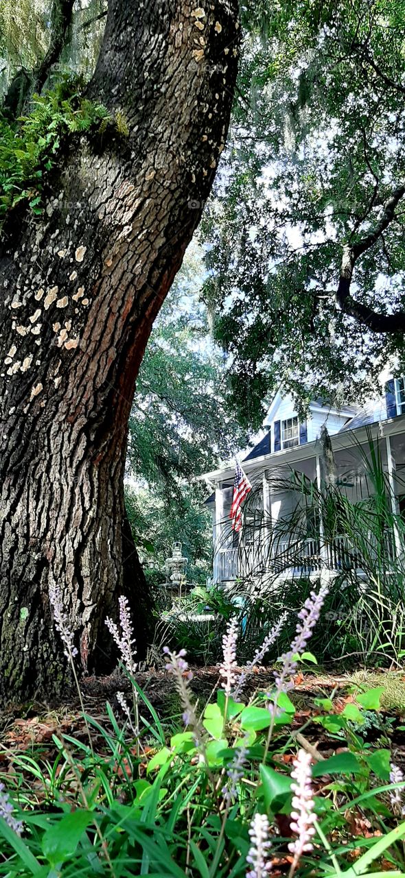 the White House beyond the oak tree