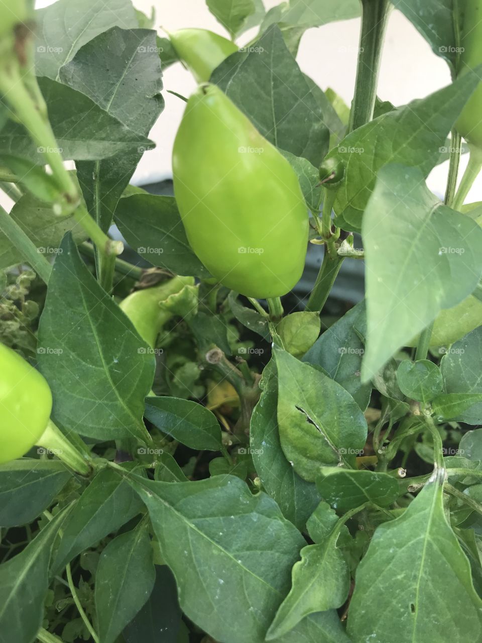 Home grown chilli 🌶
