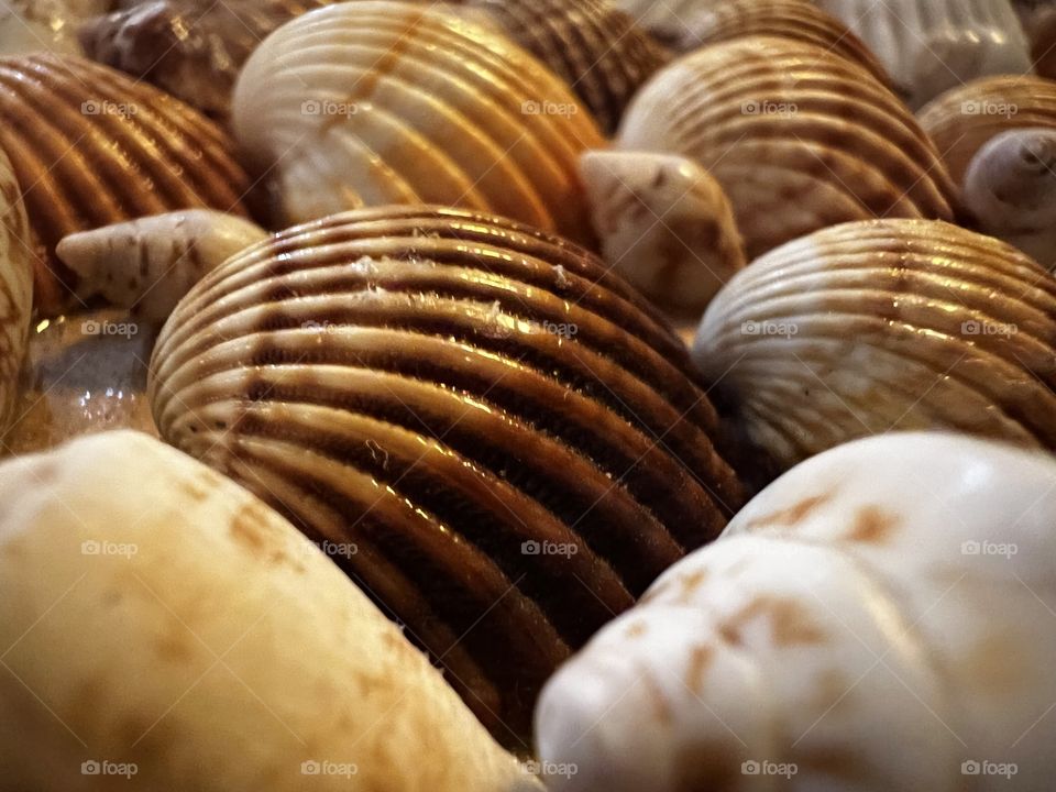 Seashells by the seashore 