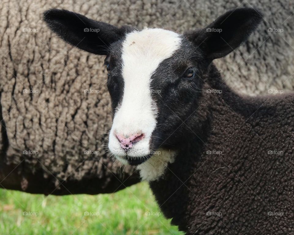 Cute lamb