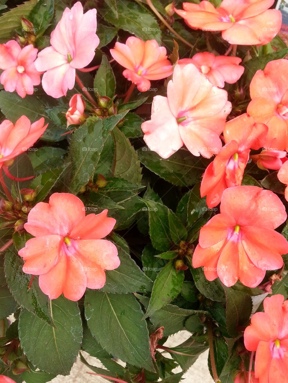 Orange Flowers