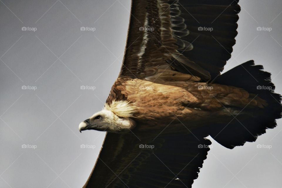 Buitre leonado 
Griffon Vulture