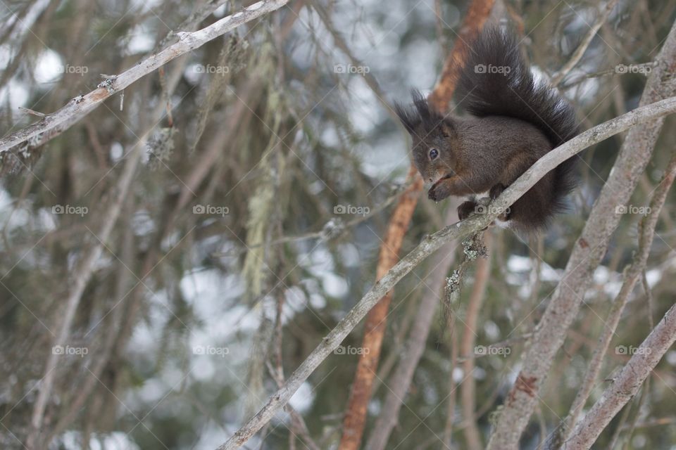 Squirrel on tree branch