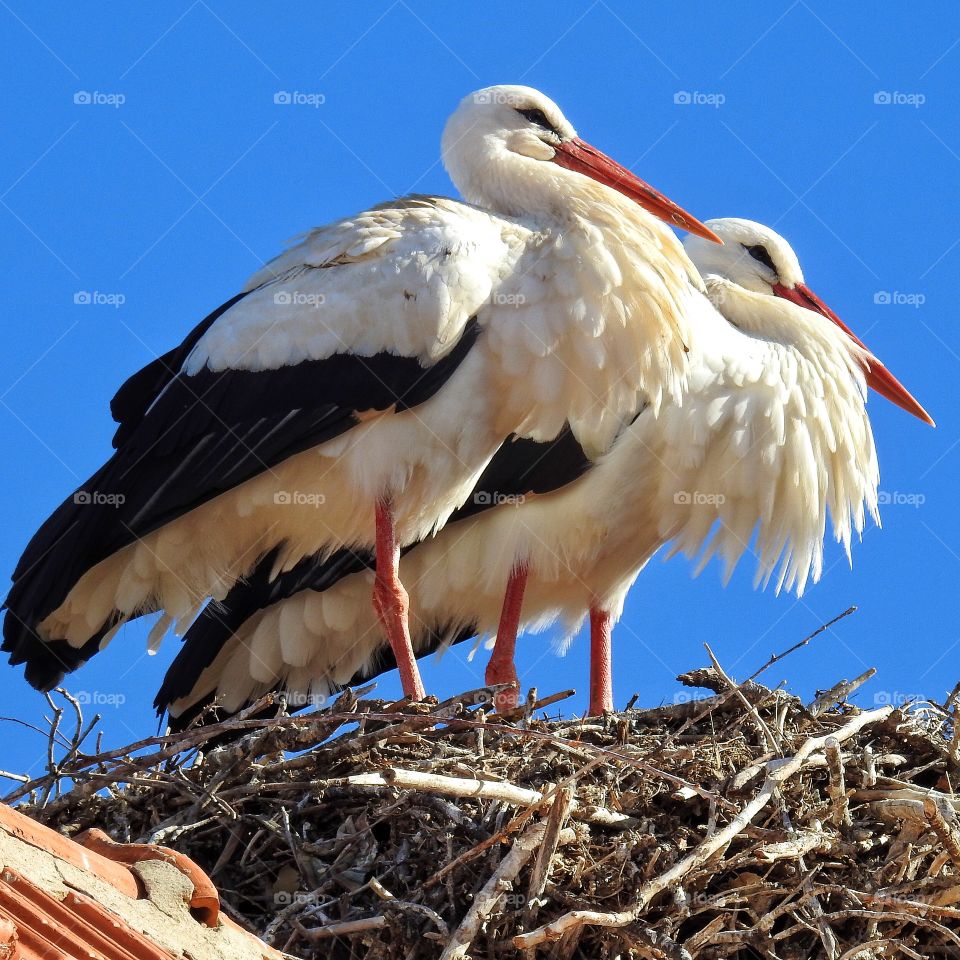 Storks in a nest