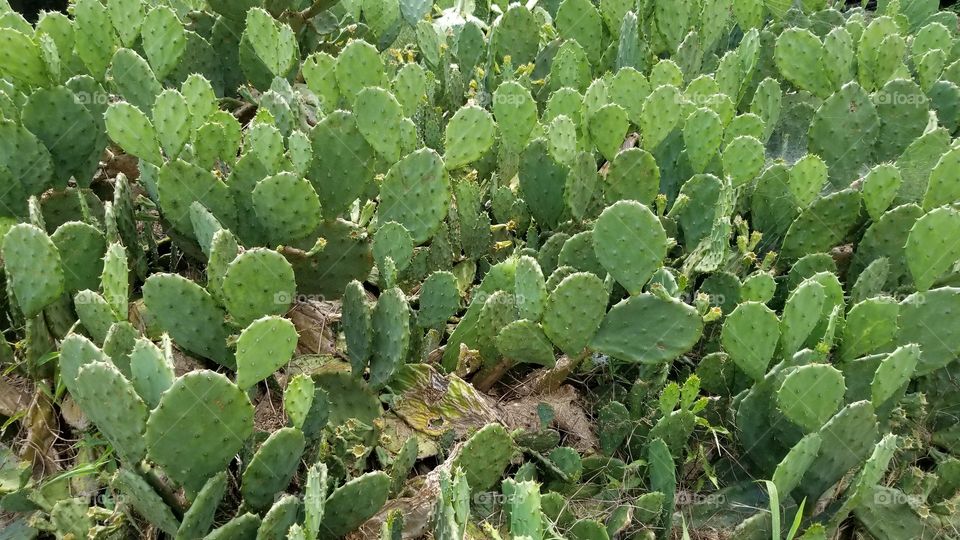 Southern Cactus Plants
