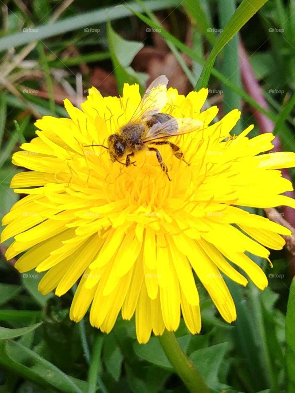 bee full of pollen