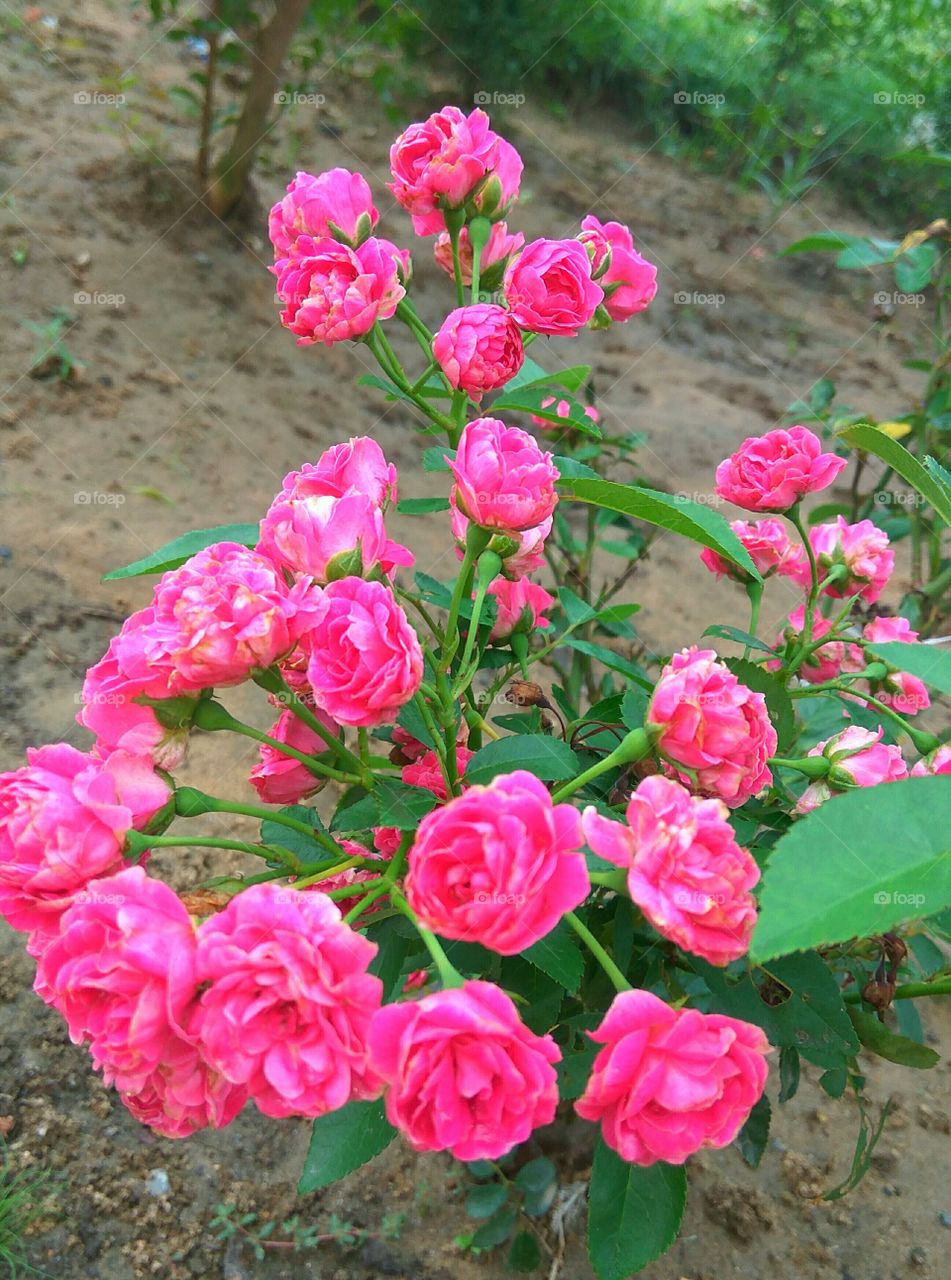 Pink rose little