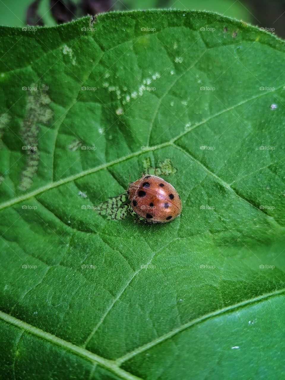 Ladybug