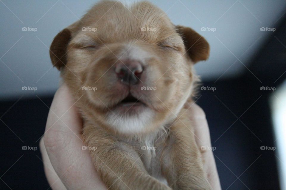 New Born Puppy