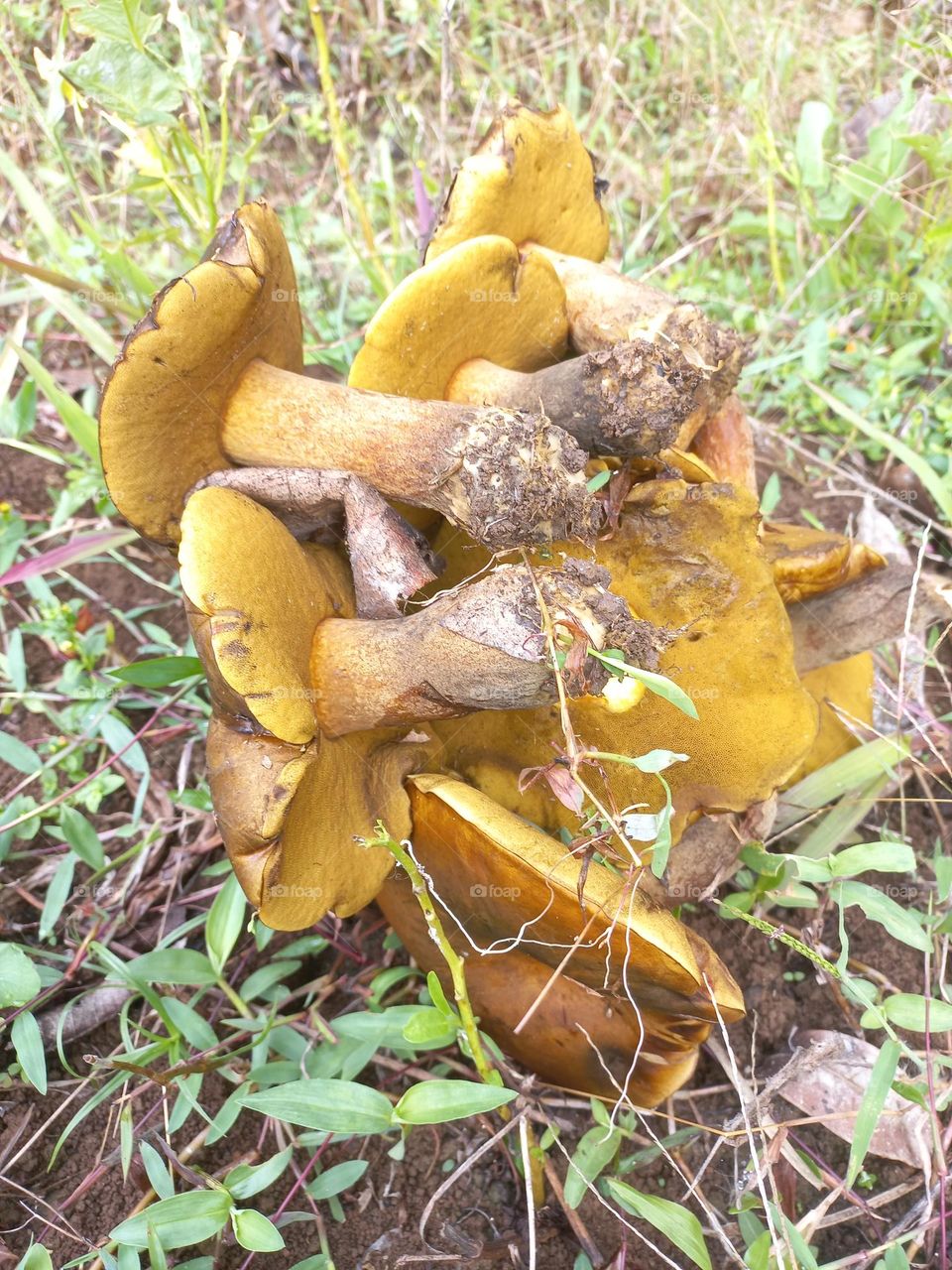 This mushroom grows wild and can be eaten with a slick process