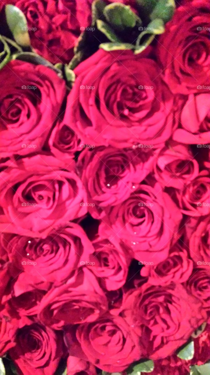 Dew on the Roses. These roses were from my father's funeral. The dew makes them appear to be crying. 